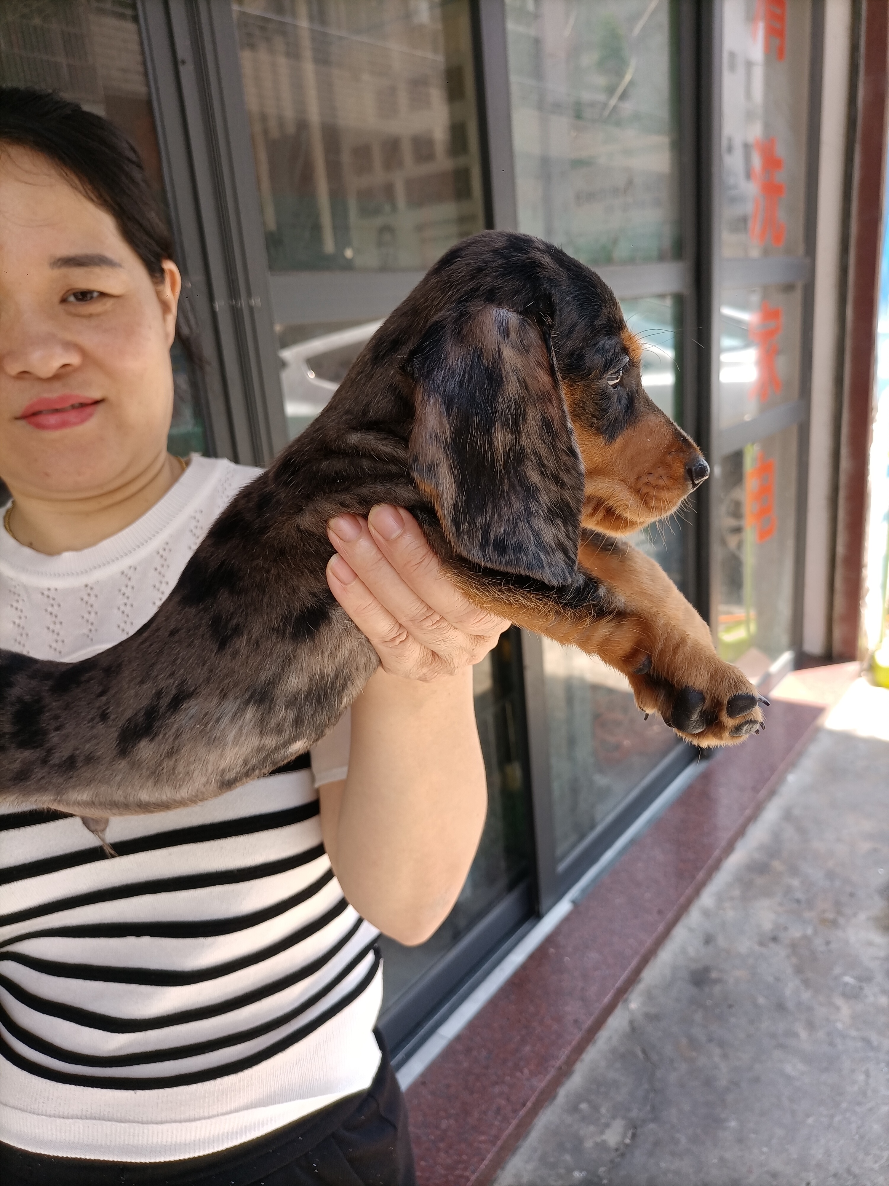 精品迷你体陨石腊肠犬。超值享受，健康活泼！疫苗做齐。不讲价！诚实守信卖家